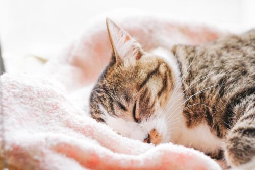 タオルと猫