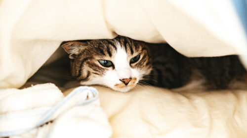 布団の中の猫
